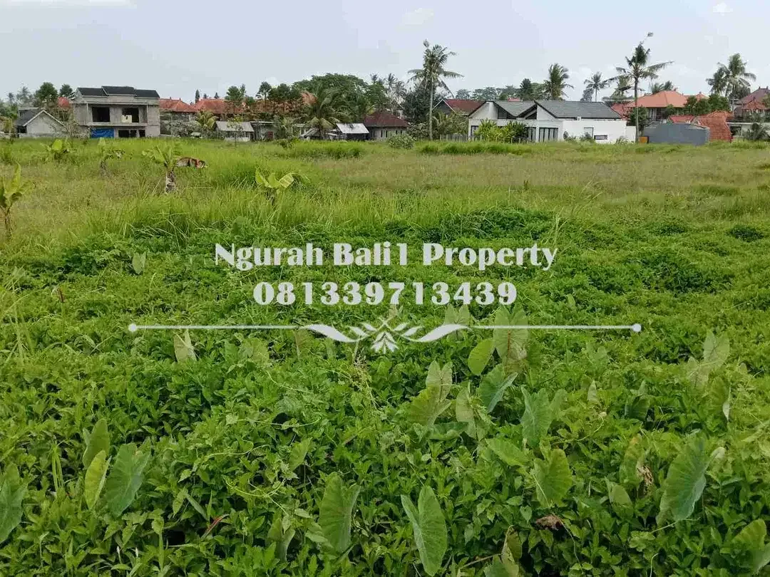 Tanah Dijual Murah Luas 47,95 Are Kawasan Villa di Tengkulak Ubud - Image 6 of 6