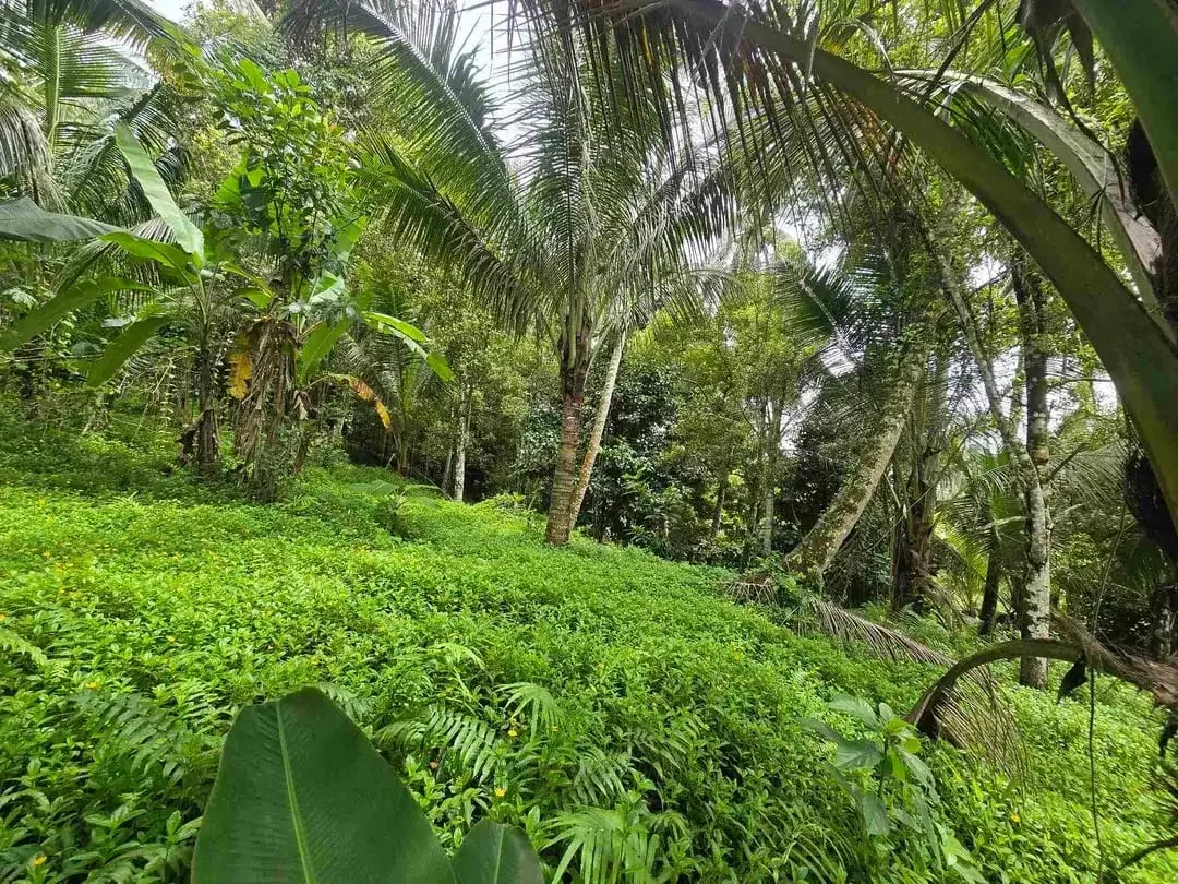 Dijual tanah view sawah cantik di kawasan villa di bali - Image 6 of 10