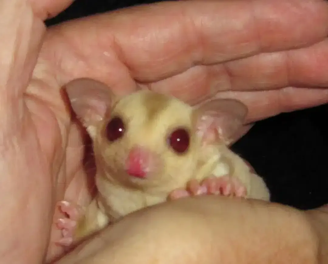 Sugar Glider Sepasang - Image 4 of 4