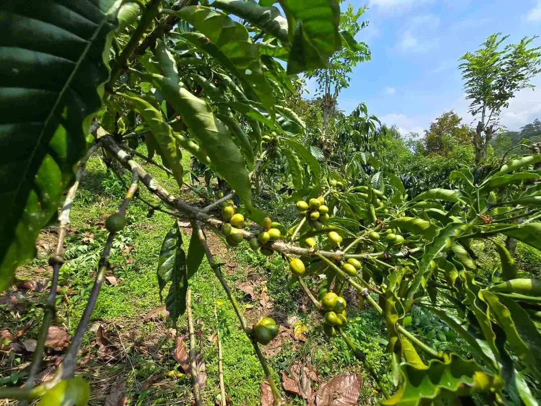 Dijual kebun kopi produktif trawat di tabanan bali - Image 10 of 10