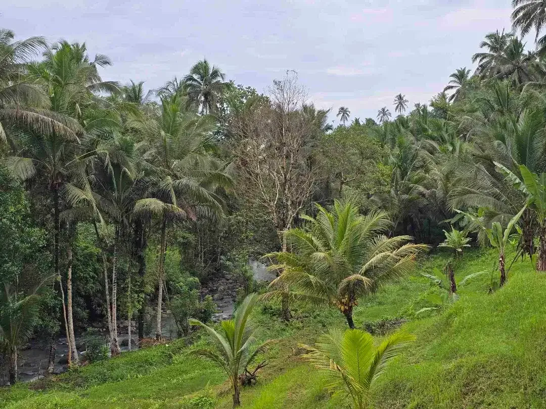Dijual tanah los sungai dan vieq sawah murah di bali - Image 6 of 10