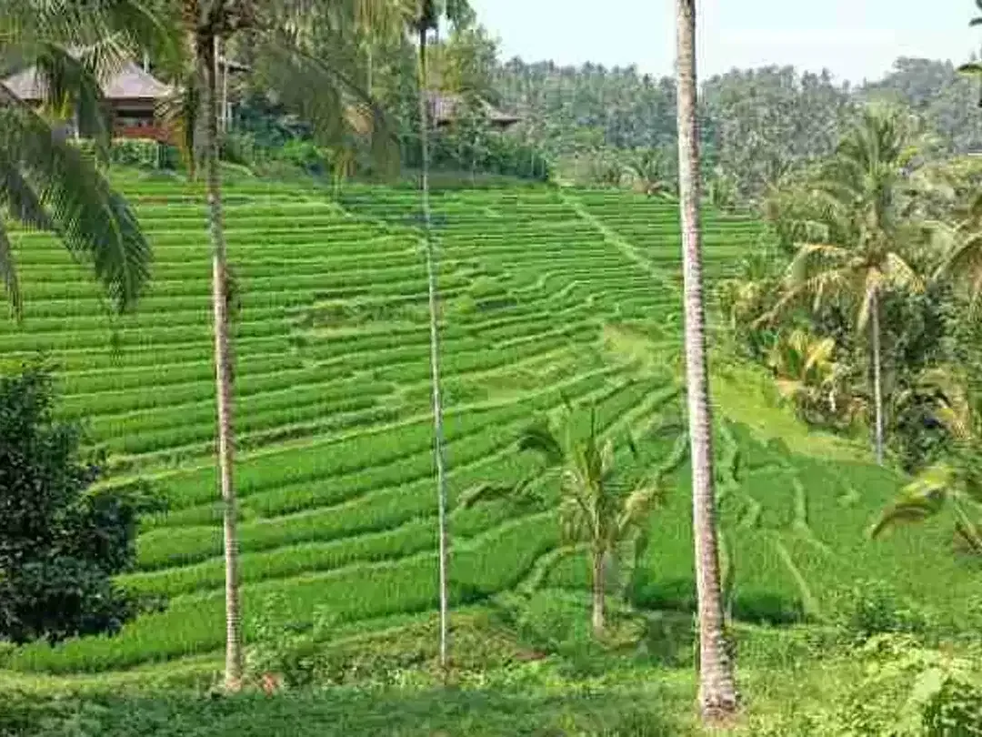 Land for Leasehold with rice field view near Bali Eco Stay - Image 1 of 5