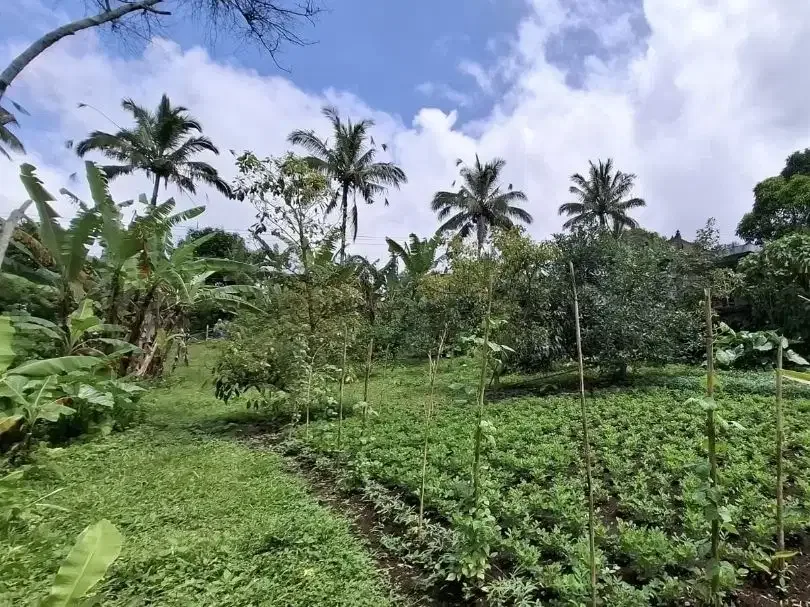 Tanah kebun view laut ketinggian 700mdpl luasan kecil - Image 1 of 7