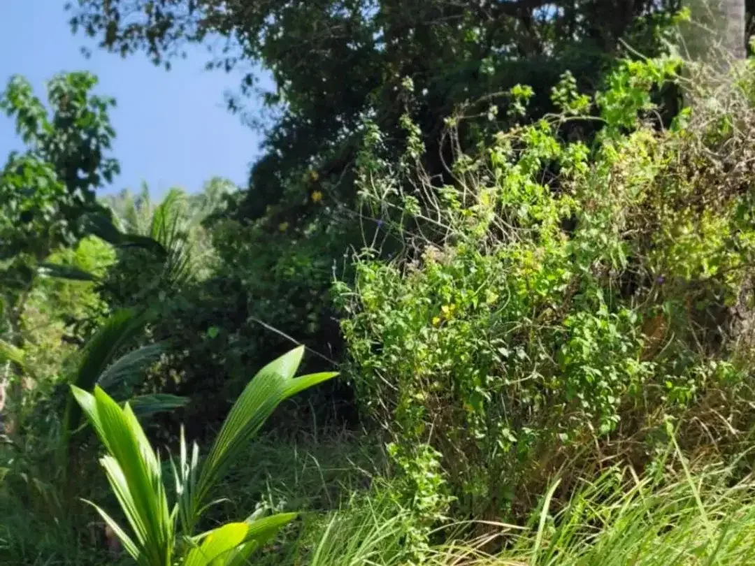 DIJUAL TANAH LUAS – BALIAN BEACH, TABANAN - Image 6 of 10