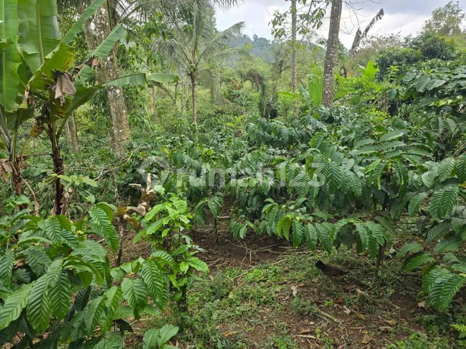 Dijual Tanah Kebun Kopi Pr - Image 1 of 4
