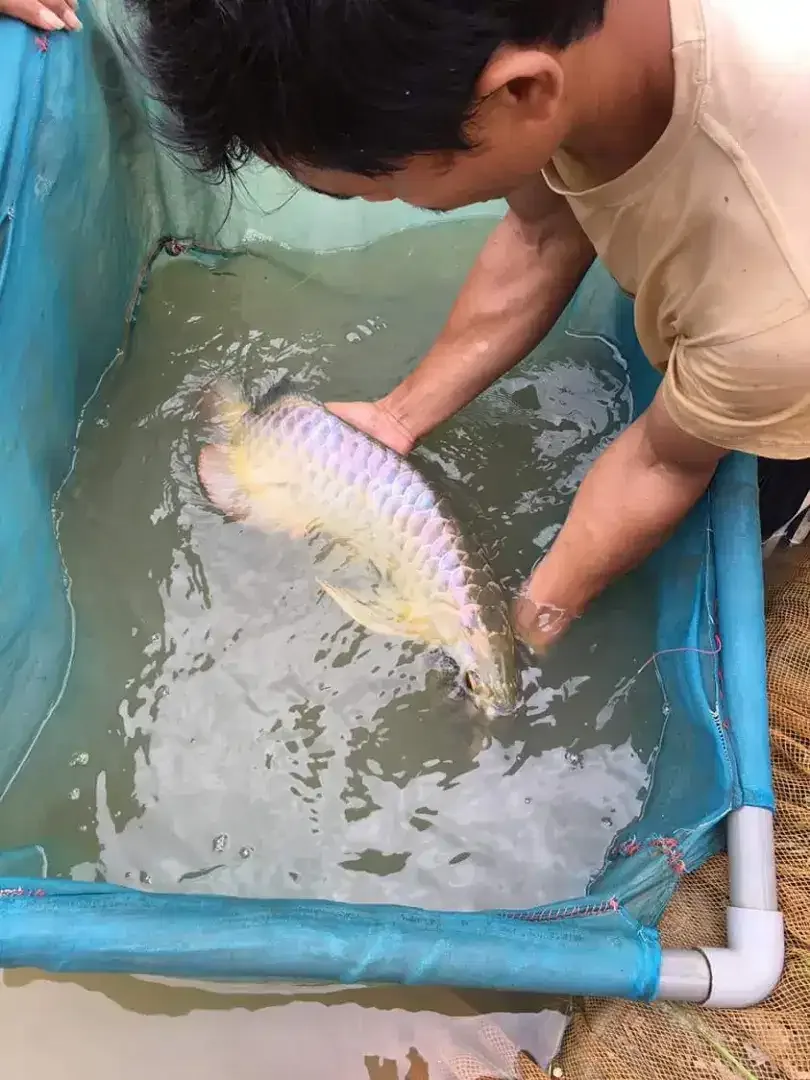 Arwana/ Arowana Crossback Blue Base 50CM (INDUKAN) - Image 6 of 7