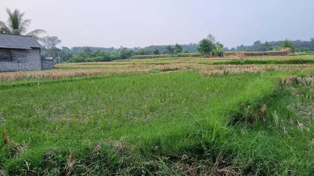 Tanah Murah Di Jalan Utama Bypass Ida Bagus Mantra Lebih Gianyar - Image 4 of 10