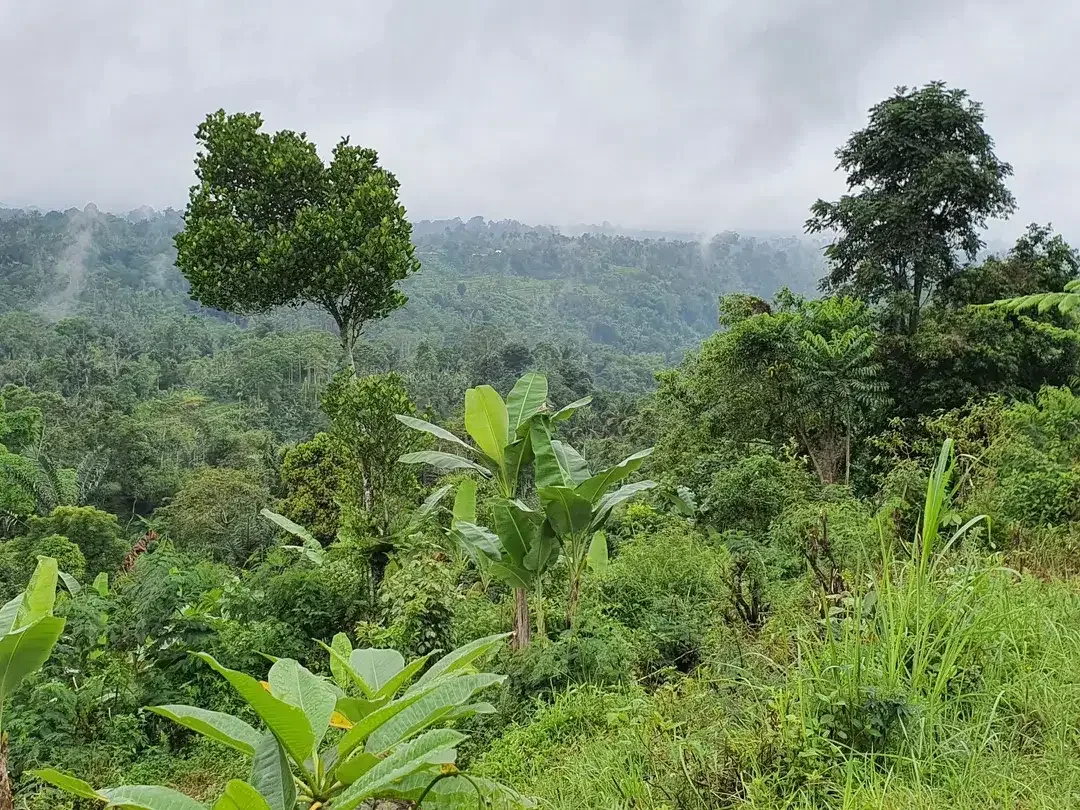 Jual TANAH 2.4 hektar di Payangan Ubud Gianyar Bali - Image 10 of 10