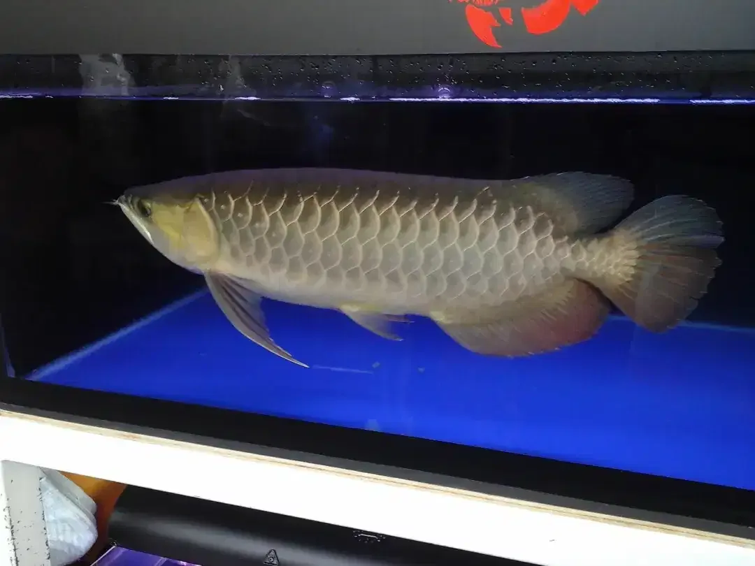 Arwana / Arowana Golden Red Riau 60CM (INDUKAN) - Image 6 of 7