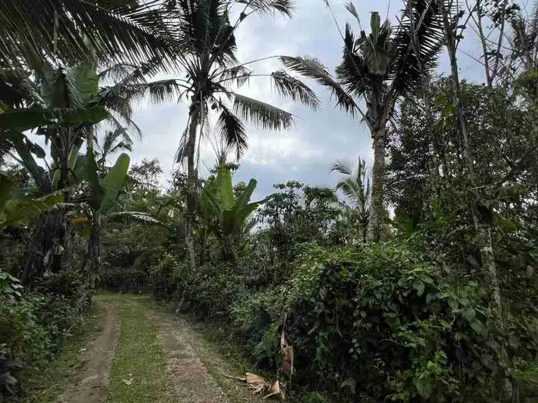 jual tanah kebun view sawah, gunung dan los sungai cantik di tabanan bali. - Image 9 of 10