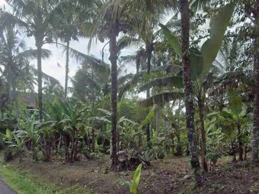 Kebun Kopi di Tabanan Bali hanya 20 menit ke Balian Beach - Image 3 of 3