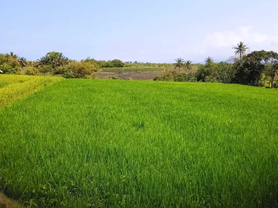 Land for sale in Kerambitan, Bali - Image 2 of 6