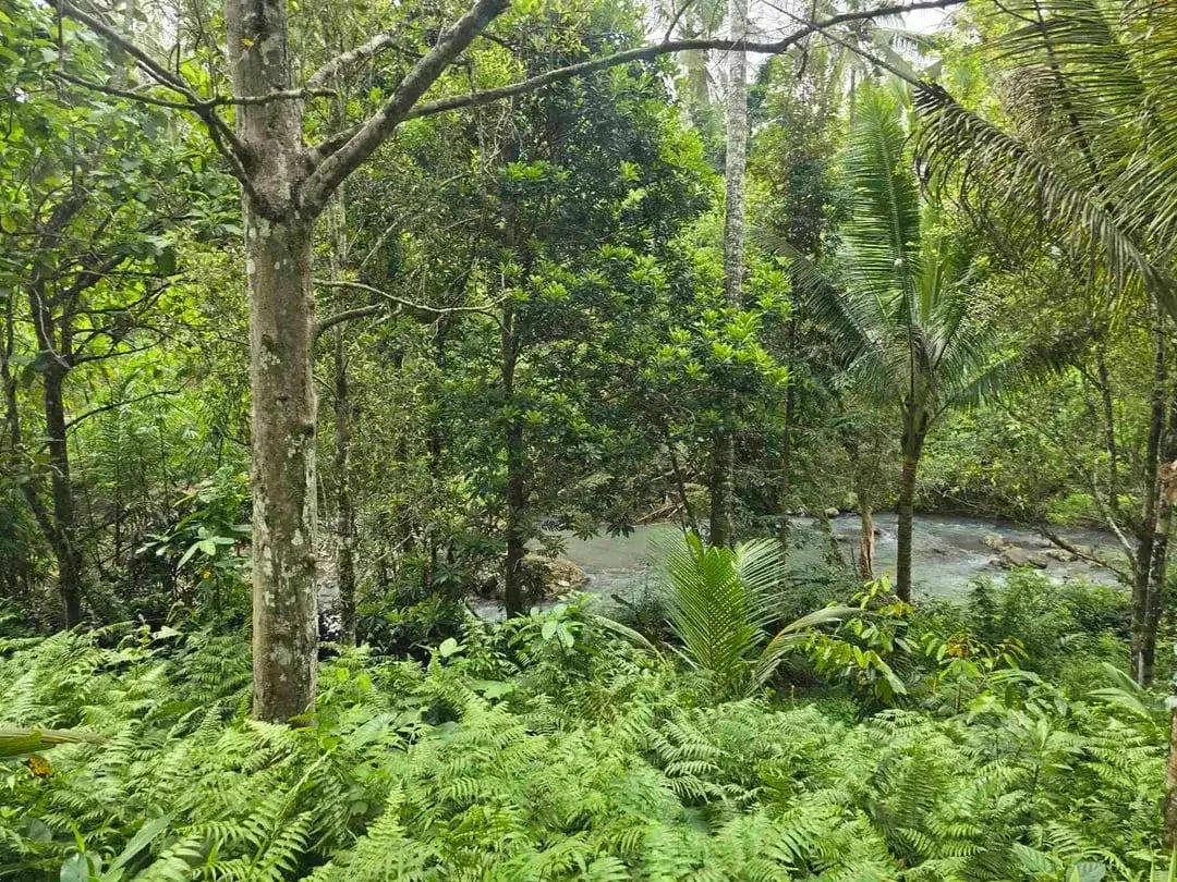 Dijual tanah dengan air terjun dan sungai bebatuan di bali - Image 4 of 10