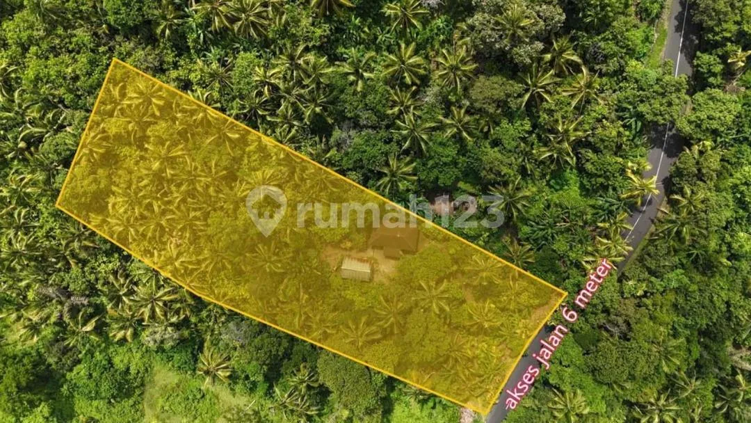 Di Jual Tanah Kebun Lokasi Surabrata Selemadeg Barat - Image 4 of 4