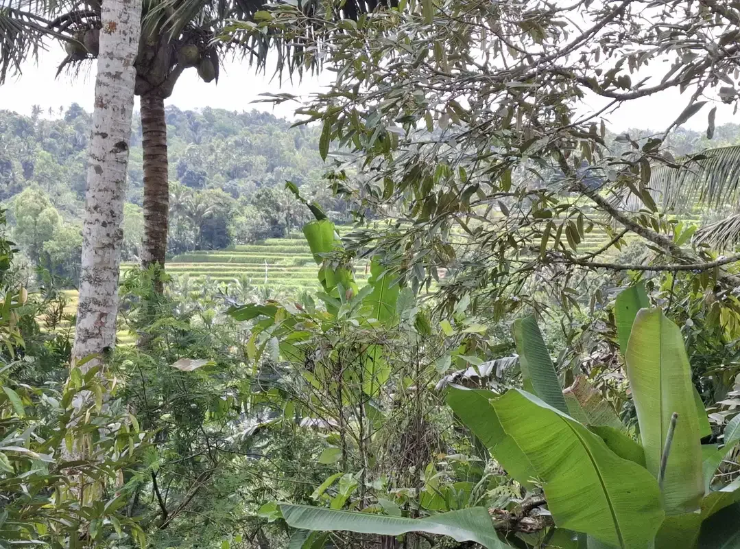 Dijual tanah los sungai view gunung dan sawah - Image 5 of 9