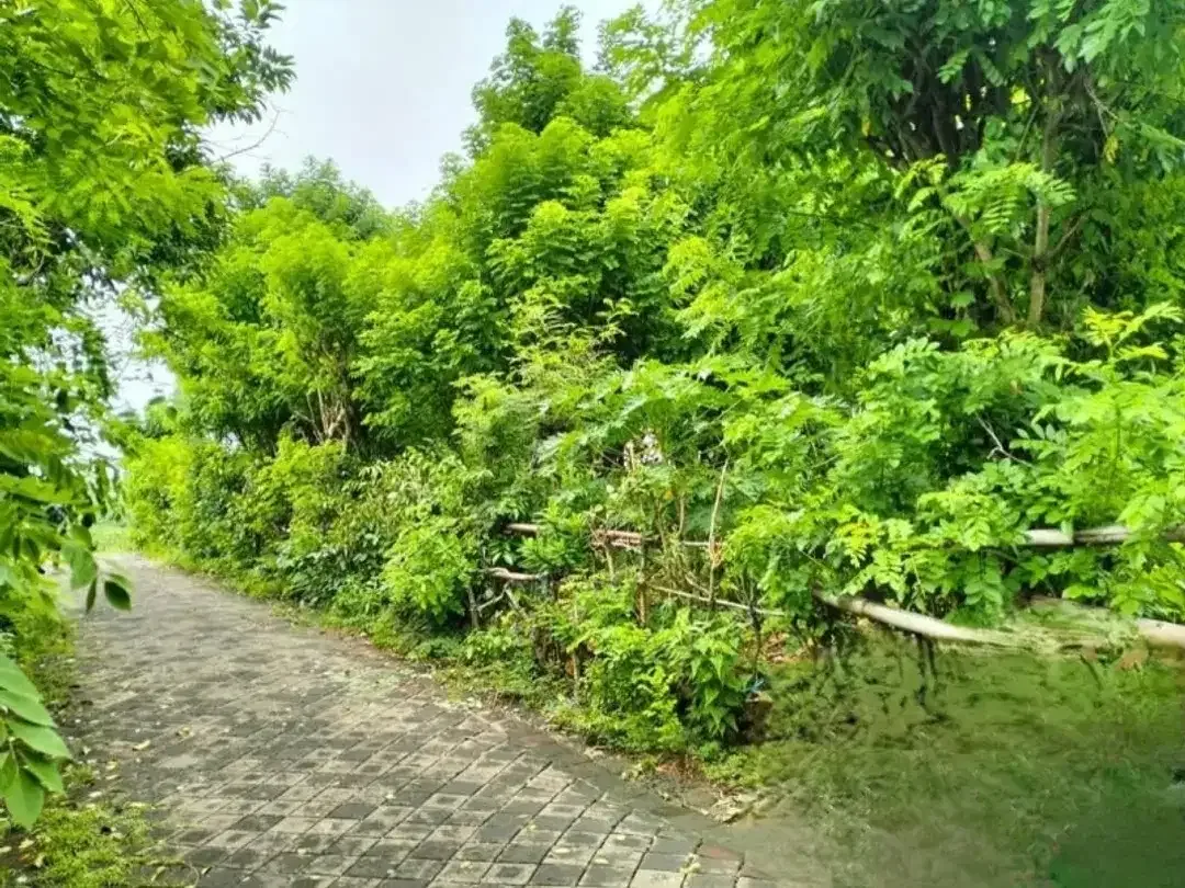 tanah bagus dekat Sunday beach - Image 2 of 5