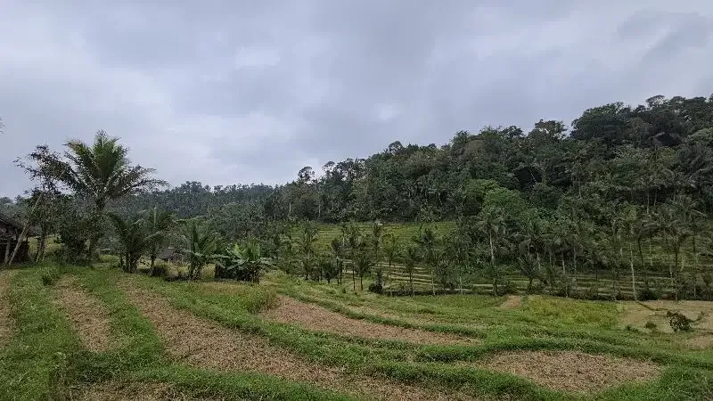 DIJUAL TANAH KEBUN VIEW SAWAH SANGAT MURAHdi tabanan bali - Image 3 of 10