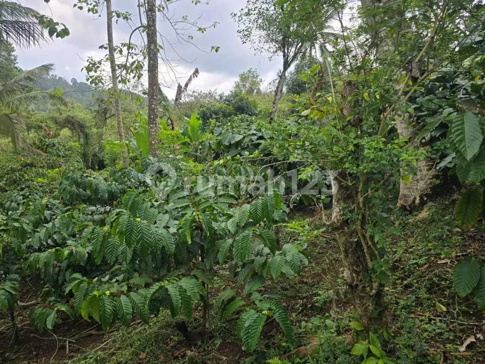Dijual Tanah Kebun Kopi Pr - Image 4 of 4