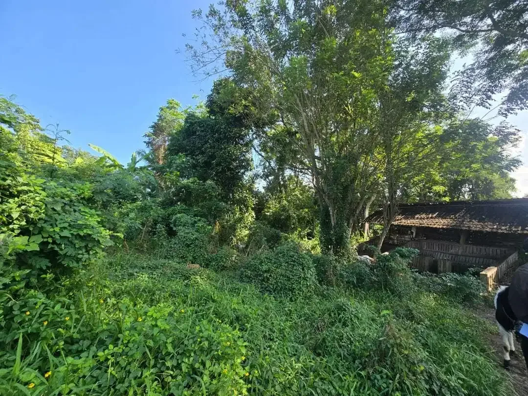 Dijual tanah murah los sungai bebatuan   di bali - Image 6 of 9