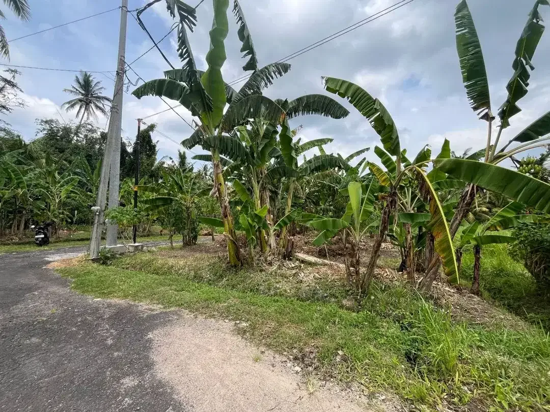 Dijual Tanah lingkungan tenang aman dan nyaman View Sawah dekat dengan kota Tabanan, sangat cocok untuk di bangun rumah,villa, maupun investasi. - Image 3 of 8