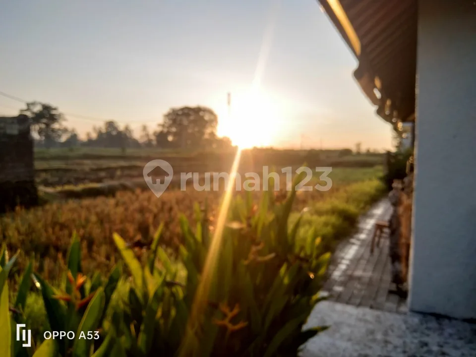 For Rent Villa 2 Bedroom 10 Menit Ke Central Ubud Mongkey Forest Ditengah Sawah 2 Kamar Tidur Ditengah Tengah Sawah Gga Ada Tetangga Rice Field View Sayan Ubud 10 Menit Dari Sentral Ubud Mongkey - Image 4 of 4