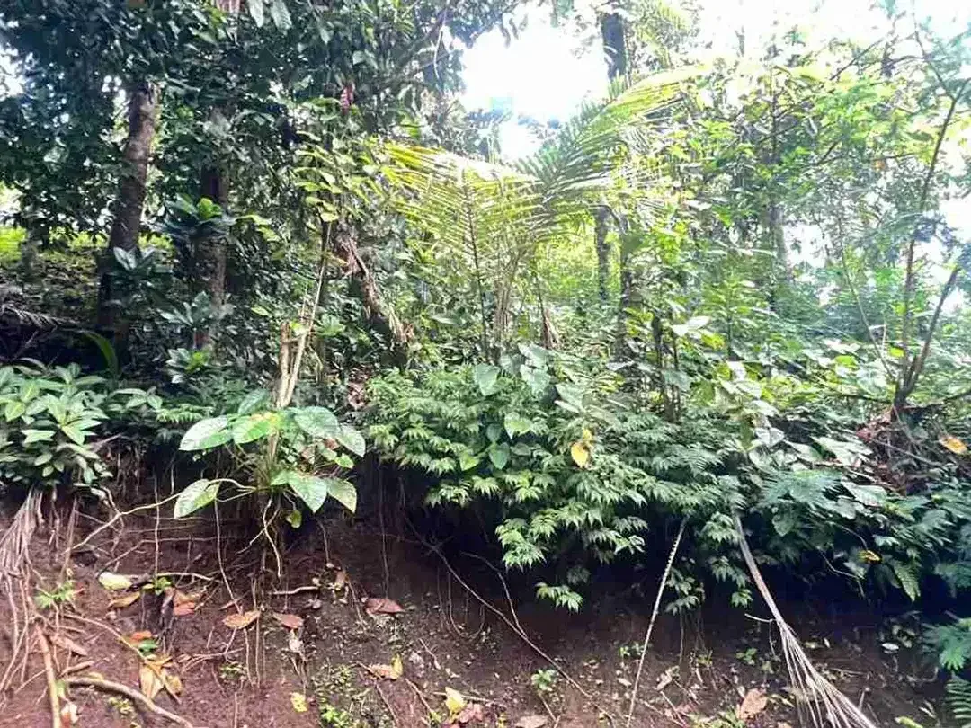 jual tanah kebun Los sungai besar, dengan aneka buah lokal di manikyang selemadeg tabanan bali. - Image 4 of 10