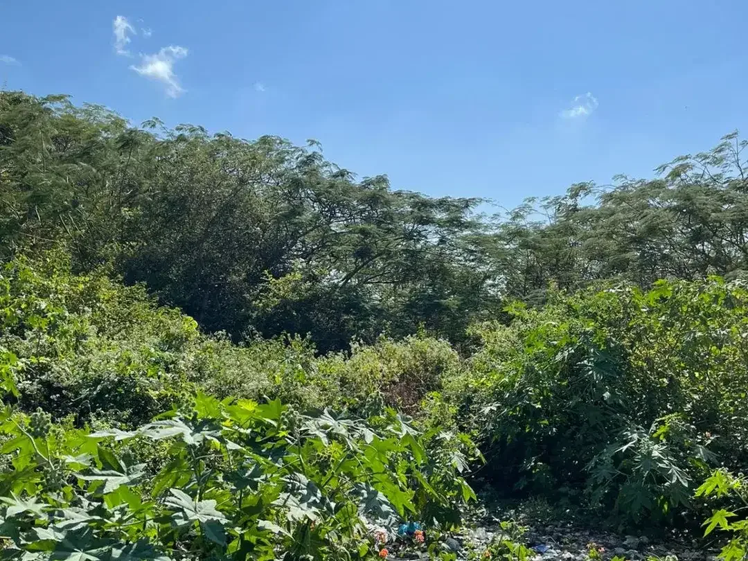 Dijual Tanah 14,65 Are di Jalan Utama Raya Kampial, Nusa Dua - Image 6 of 8