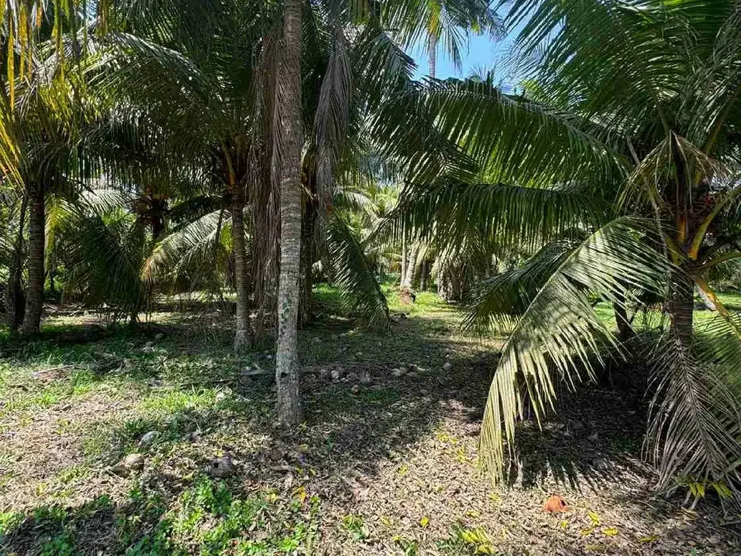 Tanah 300m² View Jungle di Sakah Ubud Gianyar - Image 7 of 10