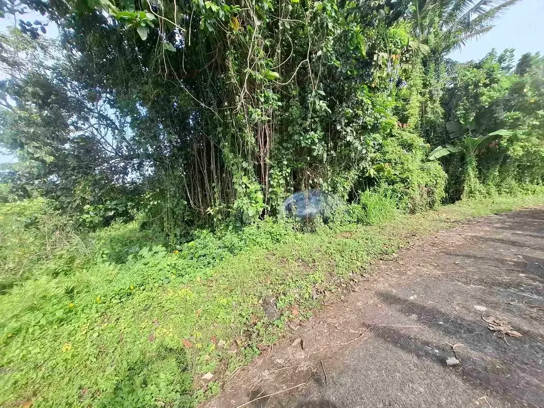 tanah kebun view gunung, view sawah dan los sungai kecil - Image 8 of 8