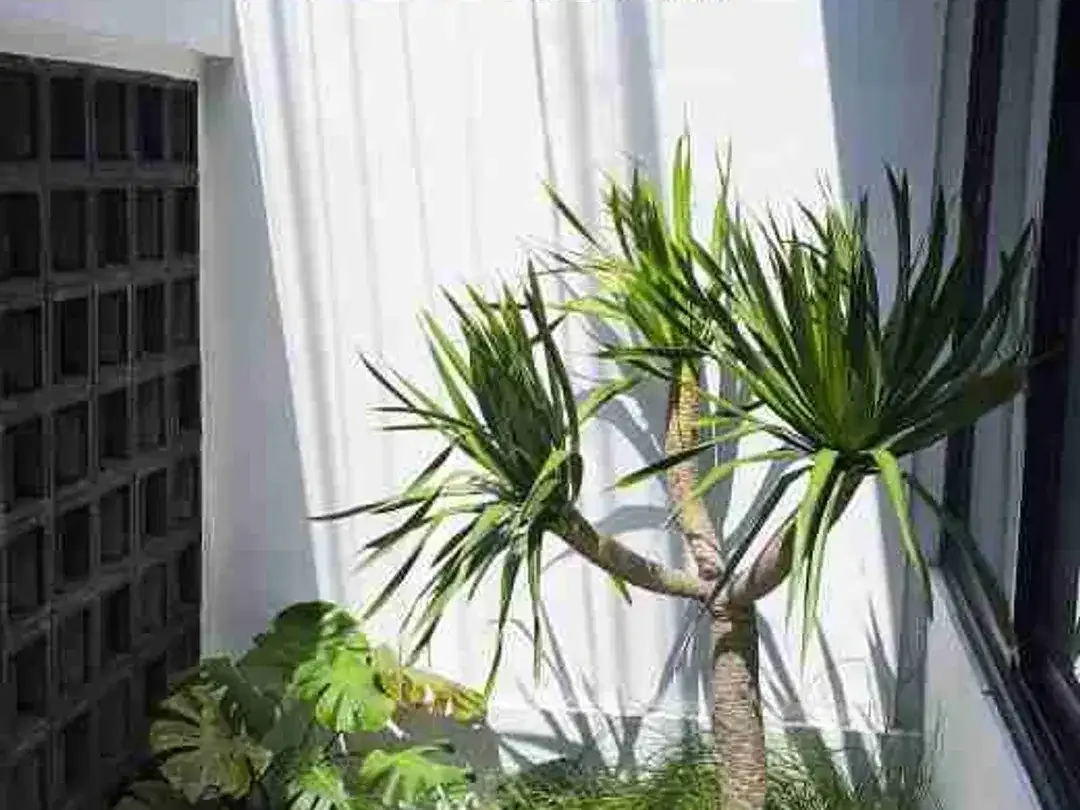 Jual rumah baru 1 are + pool ,  full furnish tinggal masuk bawa koper di Cempaka area Buluh Indah Denpasar Bali - Image 3 of 10