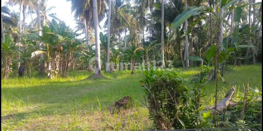 Tanah Siap Dikembangkan di Pakutatan Jembrana - Image 3 of 4