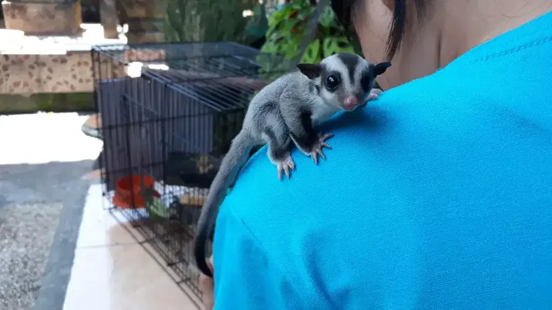 Sugar glider grey joey - Image 3 of 3