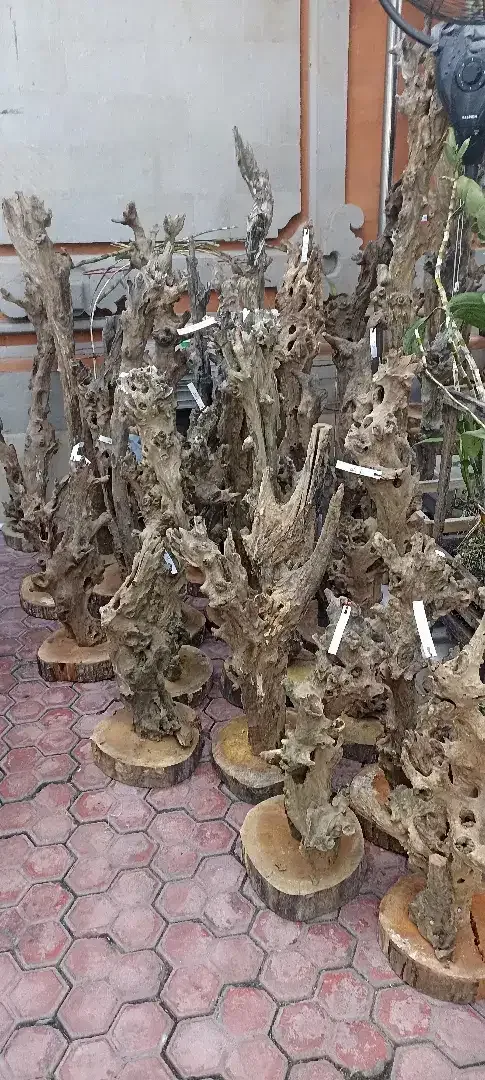 Kayu Fosil estetik menawan - Image 1 of 4