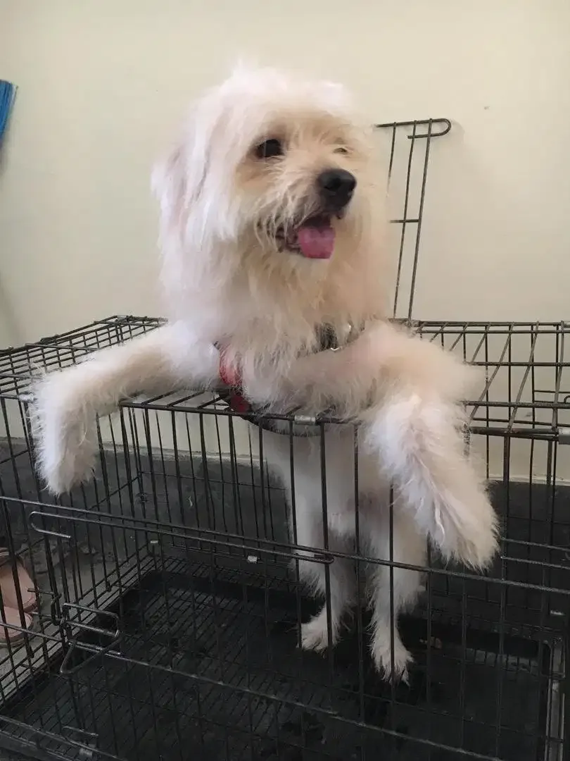 DOKTER HEWAN DI JIMBARAN NUSA DUA VAKSIN ANJING KUCING - Image 1 of 1