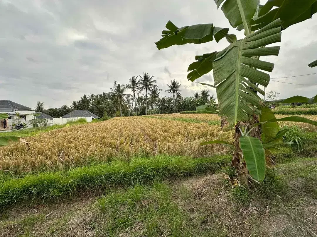 Tanah SHM View Sawah di Ubud, Dekat Kampus Mediterranean Bali - Image 10 of 10