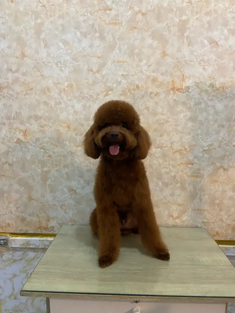 Grooming khusus anjing - Image 5 of 10