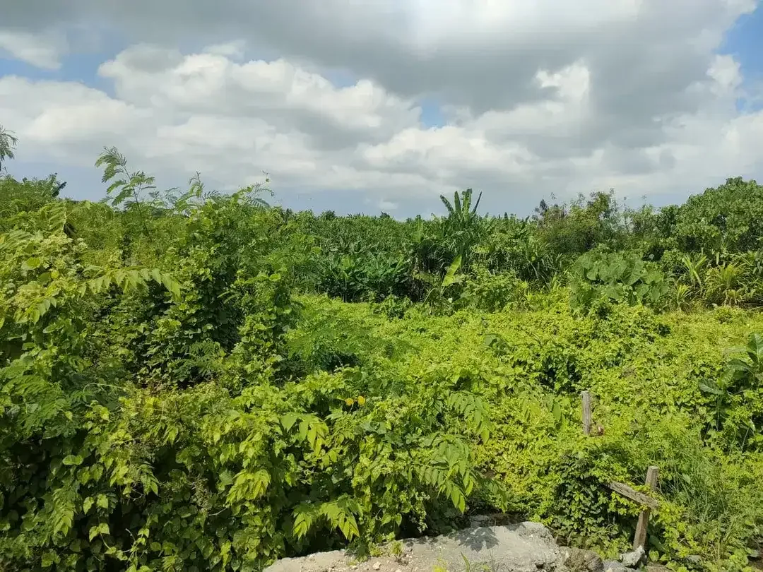 Di jual tanah premium & view sawah yang berlokasi di Tumbak bayuh Pererenan Canggu - Image 2 of 6