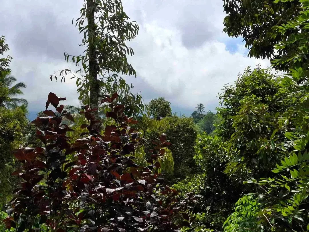 tanah kebun durian murah dan sangat strategis dengan view gunung dan los sungai - Image 7 of 10