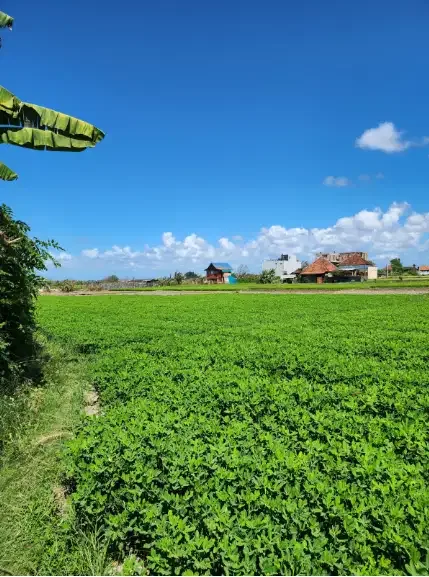 Tanah dekat Pantai Ketewel Gianyar Bali - Image 2 of 10