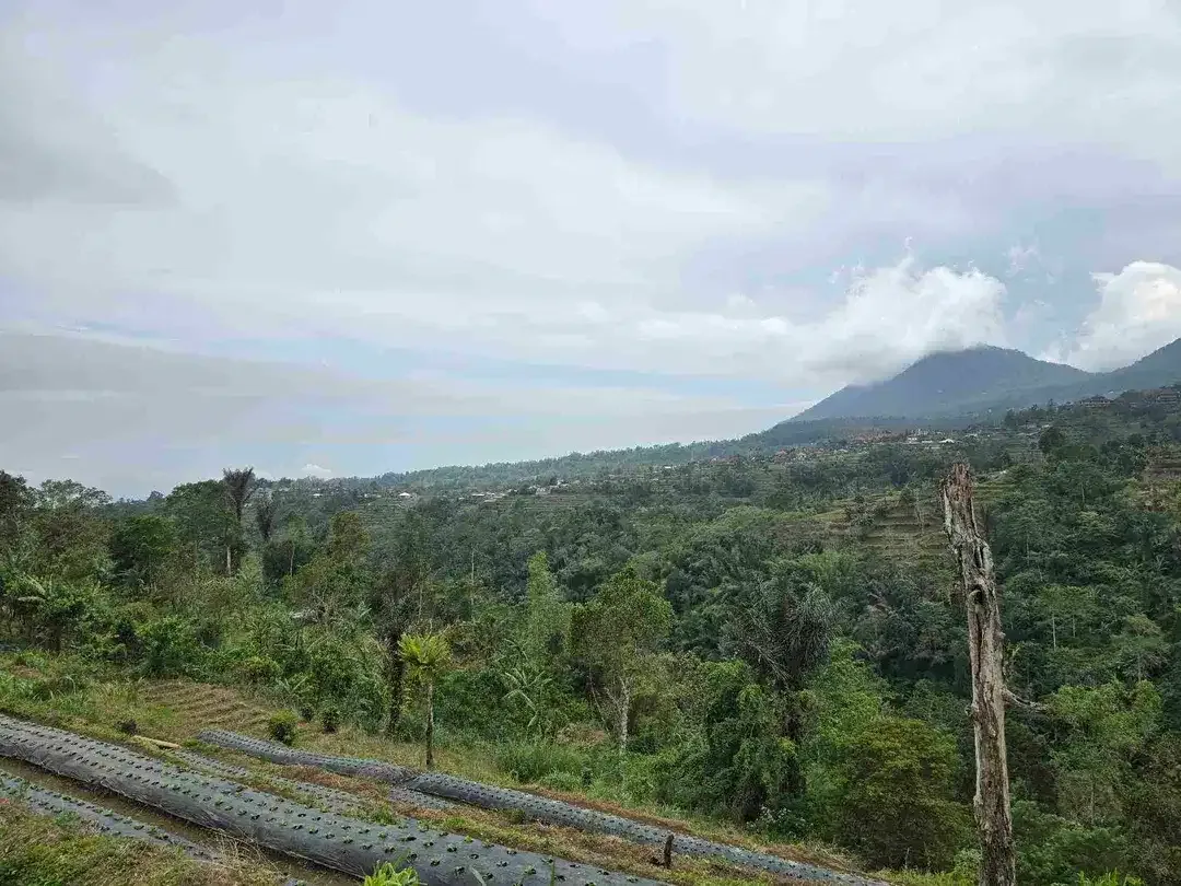 Dijual tanah datar landai view gunung dan lembah di tabanan bali - Image 3 of 10