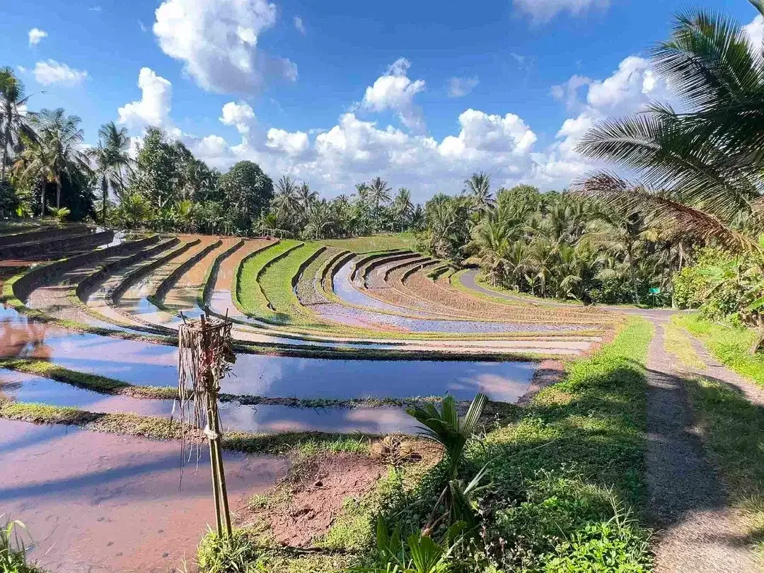 jual tanah kebun view sawah dan lembah indah di selemadeg timur tabanan bali. - Image 1 of 10
