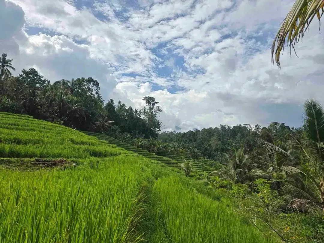 Dijual tanah murah los sungai view sawah terasering dan gunung di bali - Image 5 of 10