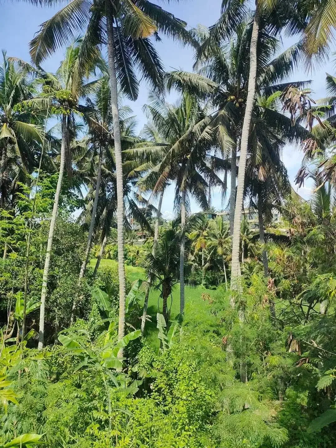 Dijual Tanah 23 are di daerah ubud - Image 5 of 9