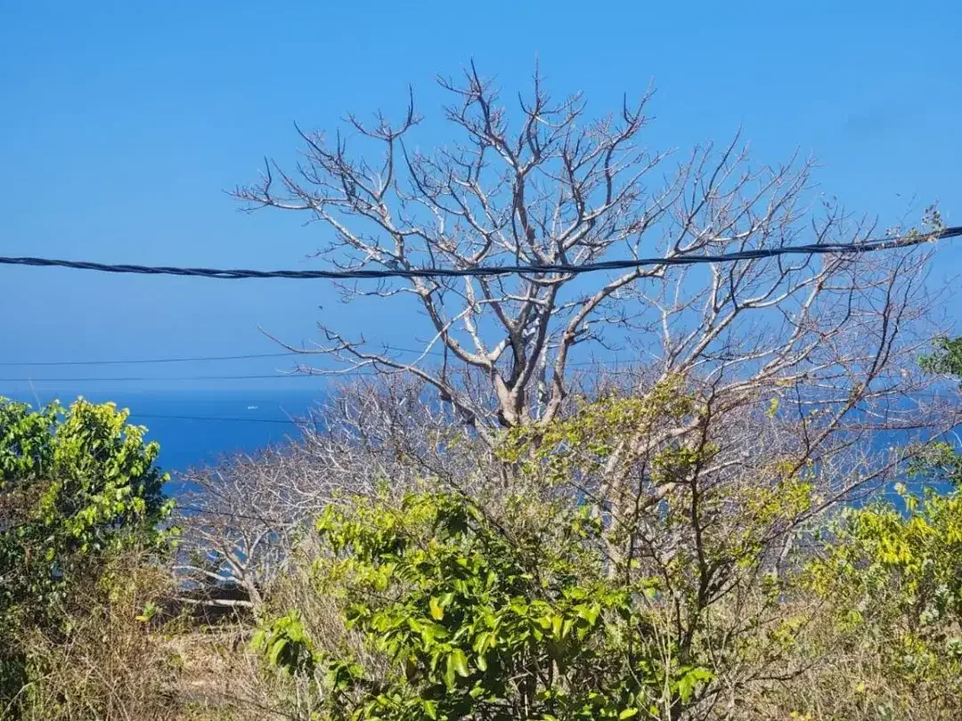 Dijual Lahan Premium 2,5 Hektar Zona Pariwisata Dekat Pantai Pandawa Bali – Cocok untuk Villa Resort dan Investasi - Image 5 of 10