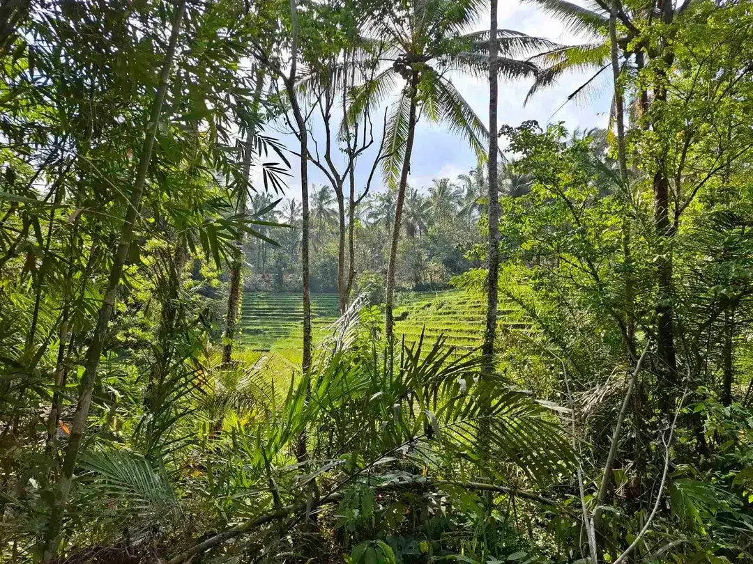 Tanah kebun murah dan strategis los sungai jernih berbatu mendapatkan view sawah di bibir sungai - Image 10 of 10