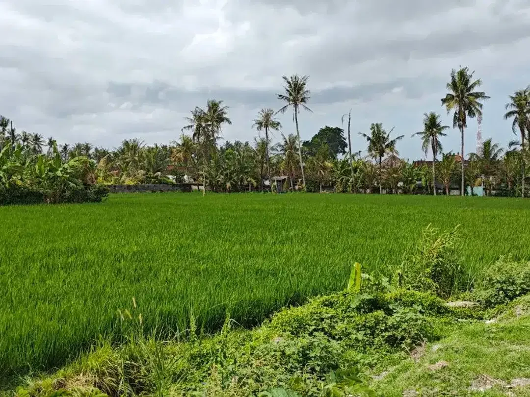Tanah kavling dengan view sawah berlokasi strategis di Pering, Blahbatuh, Gianyar. - Image 8 of 8