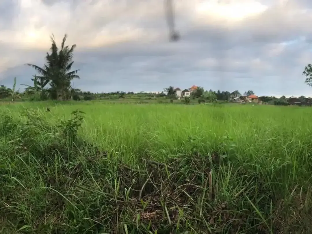 RARE 2,450 Sqm Freehold Land for Sale With Views Of Rice Field - Image 4 of 7