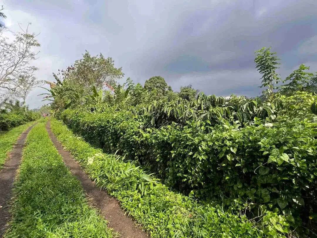 Dijual kebun kopi produktif siap panen harga murah view bagus di tabanan bali - Image 4 of 10