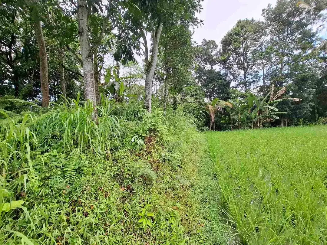 tanah view sawah dan gunung dekat wisata unesco jatiluih - Image 9 of 10