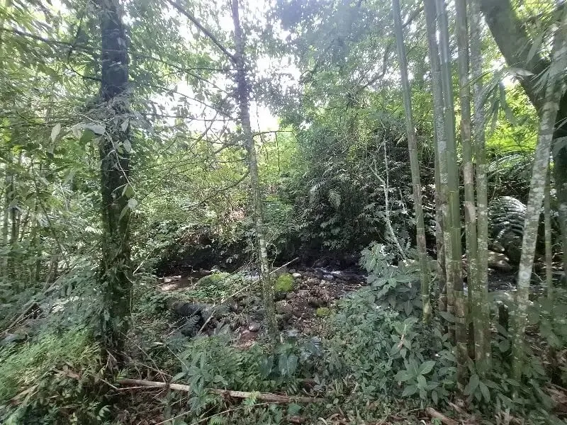 Dijual tanah los sungai dan view sawah di tabanan bali - Image 7 of 10
